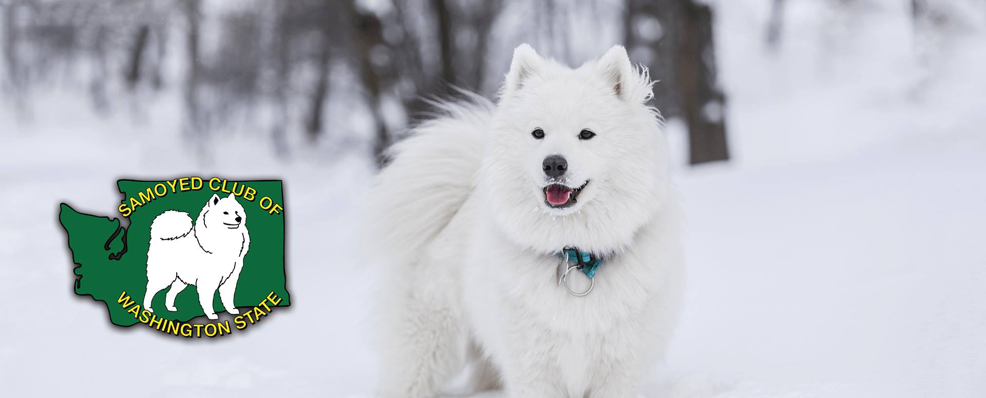 samoyedheader