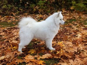 Those Working Samoyeds